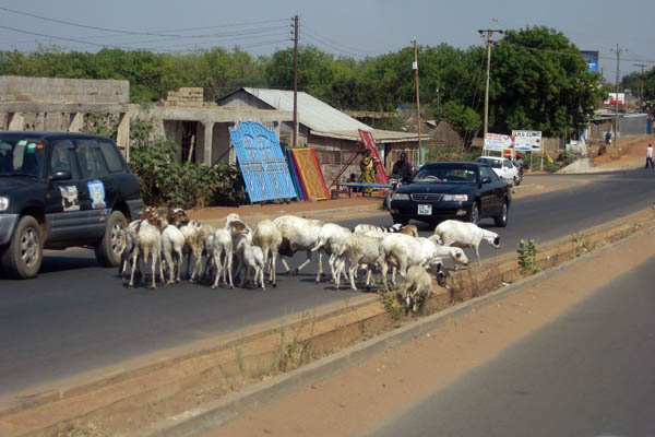 Goats in Juba, South Sudan